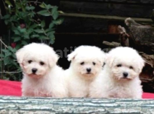 En Ufak Boy Dişi Ve Erkek Maltese Yavrularım