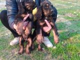 Muazzam Ötesi̇ Cooker Yavrular