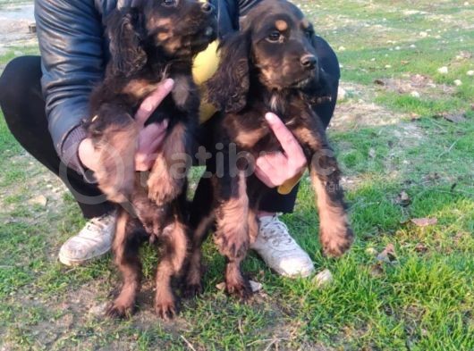 Muazzam Ötesi̇ Cooker Yavrular görsel