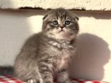 Safkan Scotti̇sh Fold Ev Kedi̇leri̇