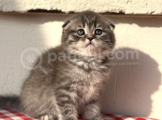 Safkan Scotti̇sh Fold Ev Kedi̇leri̇ görsel
