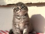 Safkan Scotti̇sh Fold Ev Kedi̇leri̇