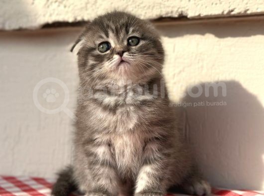 Safkan Scotti̇sh Fold Ev Kedi̇leri̇ görsel