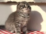 Safkan Scotti̇sh Fold Ev Kedi̇leri̇