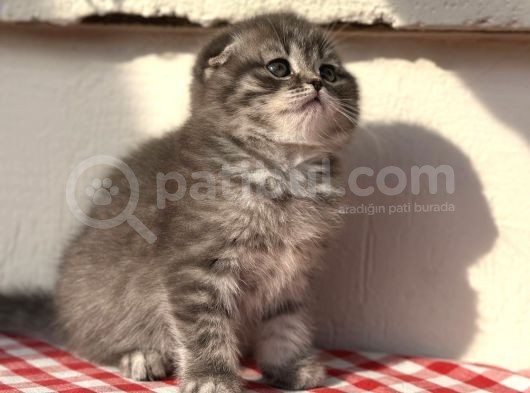 Safkan Scotti̇sh Fold Ev Kedi̇leri̇ görsel