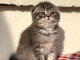 Safkan Scotti̇sh Fold Ev Kedi̇leri̇