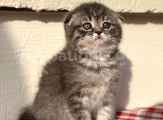 Safkan Scotti̇sh Fold Ev Kedi̇leri̇