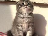 Safkan Scotti̇sh Fold Ev Kedi̇leri̇