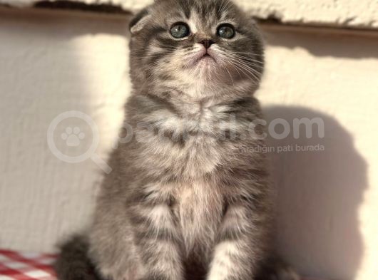 Safkan Scotti̇sh Fold Ev Kedi̇leri̇ görsel