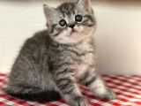 Orji̇nal Ev Kedi̇leri̇ Bri̇ti̇sh Shorthai̇r