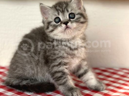 Orji̇nal Ev Kedi̇leri̇ Bri̇ti̇sh Shorthai̇r