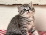 Orji̇nal Ev Kedi̇leri̇ Bri̇ti̇sh Shorthai̇r
