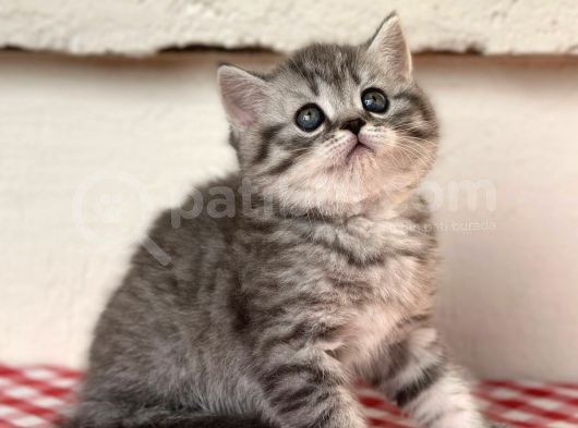 Orji̇nal Ev Kedi̇leri̇ Bri̇ti̇sh Shorthai̇r görsel