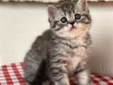 Orji̇nal Ev Kedi̇leri̇ Bri̇ti̇sh Shorthai̇r