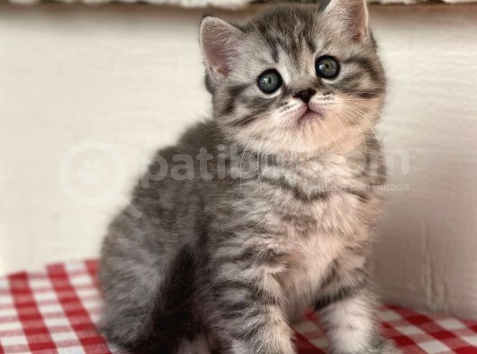 Orji̇nal Ev Kedi̇leri̇ Bri̇ti̇sh Shorthai̇r görsel
