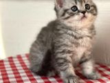 Orji̇nal Ev Kedi̇leri̇ Bri̇ti̇sh Shorthai̇r