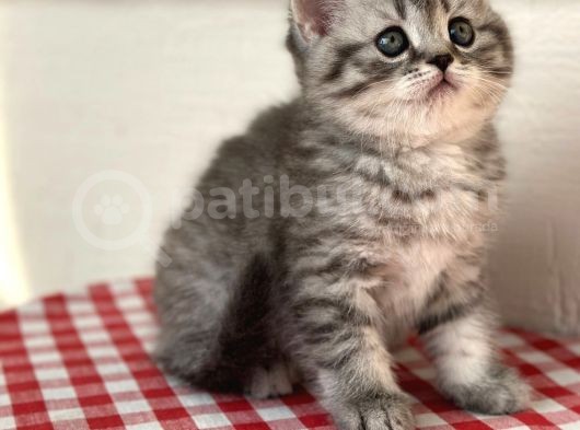 Orji̇nal Ev Kedi̇leri̇ Bri̇ti̇sh Shorthai̇r görsel