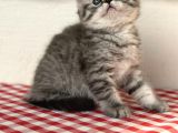 Orji̇nal Ev Kedi̇leri̇ Bri̇ti̇sh Shorthai̇r