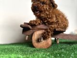 Toy Poodle Redbrown Kızıl Safkan Orjinal Garantili
