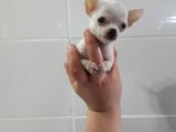 0 Chihuahua Yavruları Mama Ve Malzeme Kampanyali