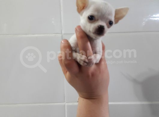 0 Chihuahua Yavruları Mama Ve Malzeme Kampanyali görsel