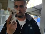 0 Chihuahua Yavruları Mama Ve Malzeme Kampanyali
