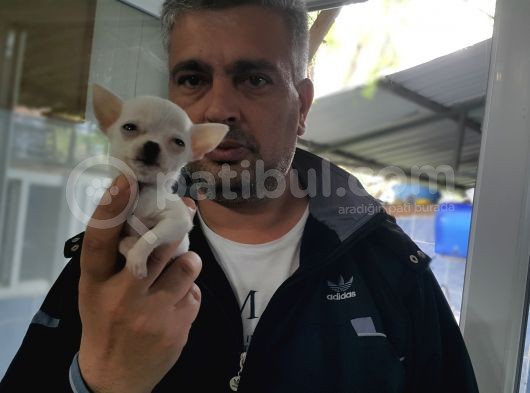 0 Chihuahua Yavruları Mama Ve Malzeme Kampanyali görsel