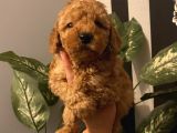 Ev Doğumlu Poodle Bebeklerimiz