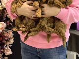 Toy Poodle Yavrular Dişi Erkek Kardeşler