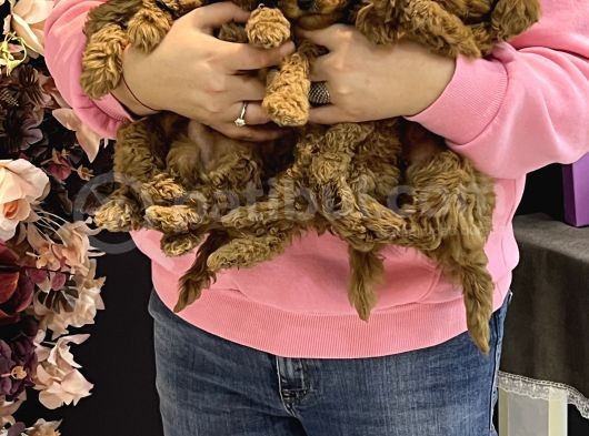 Toy Poodle Yavrular Dişi Erkek Kardeşler görsel