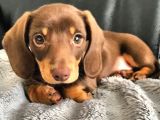 Türkiye’de Tek Chocolate Dachshund Erkek Yavrumuz