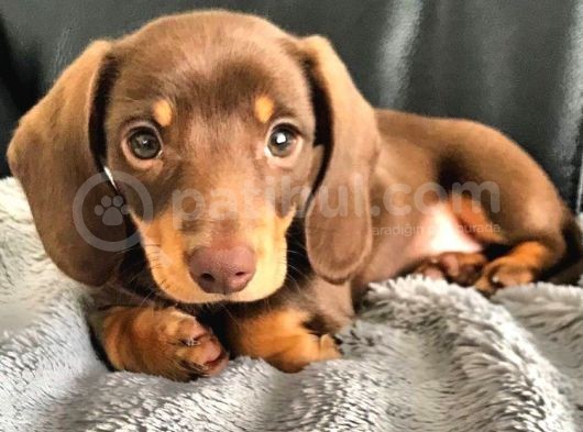 Türkiye’de Tek Chocolate Dachshund Erkek Yavrumuz görsel