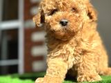 Toy Poodle Redbrown Kızıl Safkan Orjinal Garantili