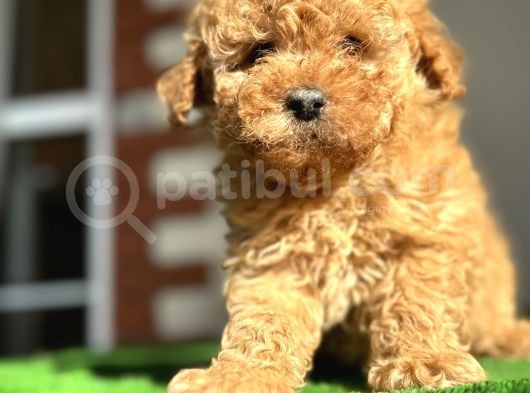 Toy Poodle Redbrown Kızıl Safkan Orjinal Garantili görsel