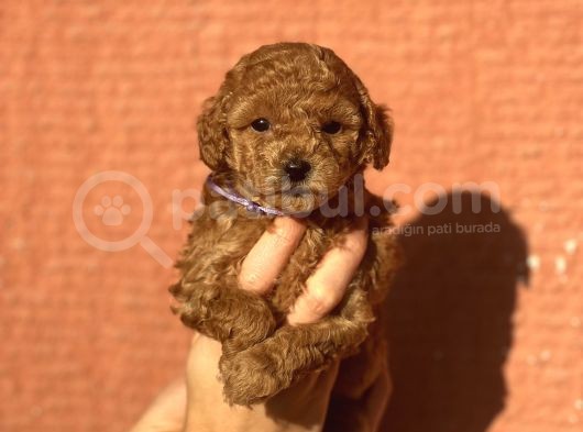 Mini Boy Orjinal Poodle Bebekler