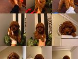 Ev Doğumlu Poodle Bebeklerimiz