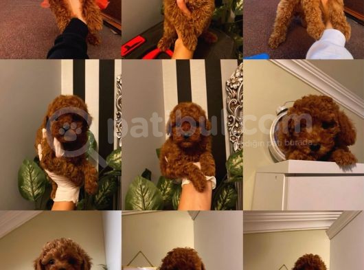 Ev Doğumlu Poodle Bebeklerimiz