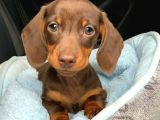 Türkiye’de Tek Chocolate Dachshund Erkek Yavrumuz
