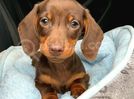 Türkiye’de Tek Chocolate Dachshund Erkek Yavrumuz