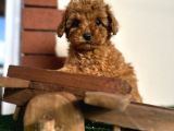 Toy Poodle Redbrown Kızıl Safkan Orjinal Garantili