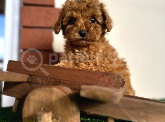 Toy Poodle Redbrown Kızıl Safkan Orjinal Garantili görsel