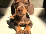 Türkiye’de Tek Chocolate Dachshund Erkek Yavrumuz