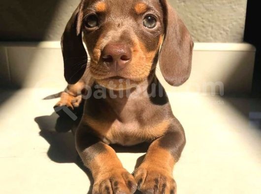 Türkiye’de Tek Chocolate Dachshund Erkek Yavrumuz görsel