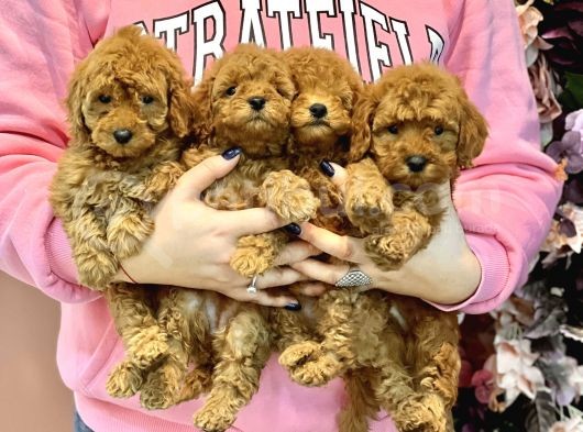 Toy Poodle Yavrular Dişi Erkek Kardeşler görsel
