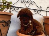 Ev Doğumlu Poodle Bebeklerimiz