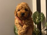 Ev Doğumlu Poodle Bebeklerimiz