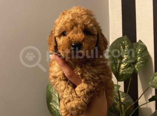 Ev Doğumlu Poodle Bebeklerimiz görsel