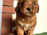 Toy Poodle Redbrown Kızıl Safkan Orjinal Garantili