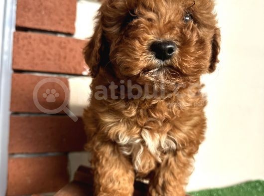 Toy Poodle Redbrown Kızıl Safkan Orjinal Garantili görsel