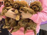 Toy Poodle Yavrular Dişi Erkek Kardeşler